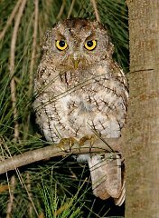 Whiskered Screech-Owl